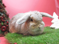 141130e2.gif