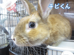 141130h1.gif