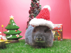 141130j2.gif