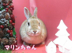141130k2.gif