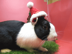 141201b.gif