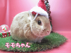141201c.gif