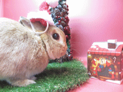 141201d.gif