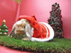 141202b.gif