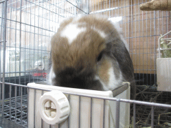 141202h.gif