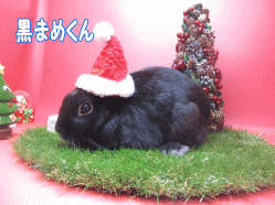 141204a.gif