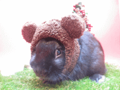 141204b.gif