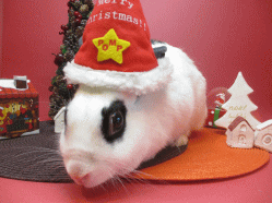 141205b2.gif