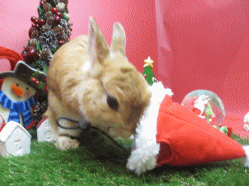 141206a2.gif