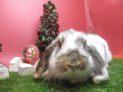141206b2.gif