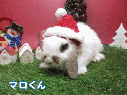 141206c1.gif