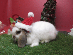 141206c2.gif
