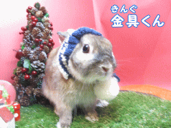 141206d1.gif