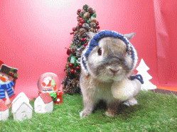 141206d2.gif