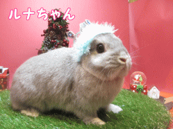 141206g1.gif