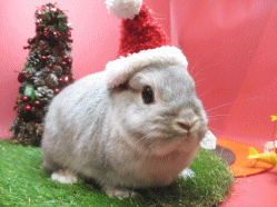 141206g2.gif