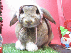 141207b.gif