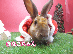 141207e.gif
