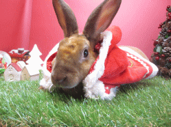 141207f.gif