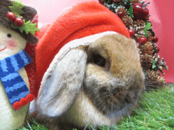 141207h.gif
