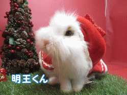 141207i.gif