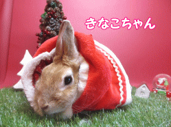 141207k.gif