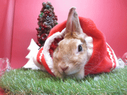 141207l.gif
