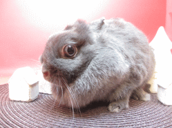 141207z2.gif