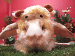141207z5.gif