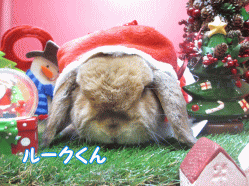 141207z6.gif