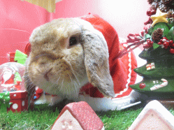 141207z7.gif