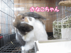 141207z8.gif