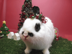 141208f.gif