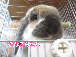 141208i.gif
