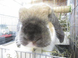 141209f.gif