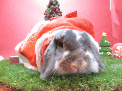 141211b.gif