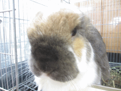 141211f.gif