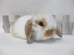 141211g.gif