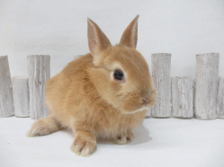 141211i.gif