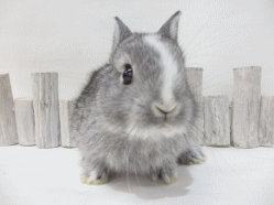 141211k.gif