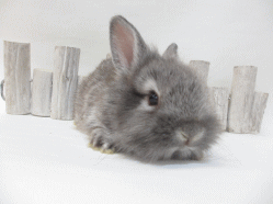 141211l.gif
