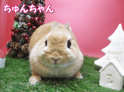 141212a.gif
