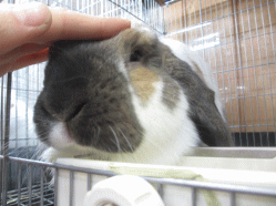 141212d.gif