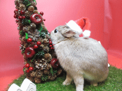 141212f.gif