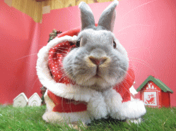 141213b.gif