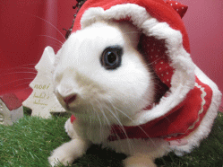 141213h.gif