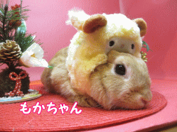 141213i.gif