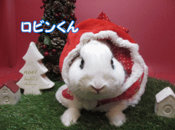 141213k.gif