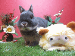 141214b2.gif