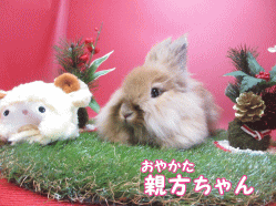 141214c1.gif